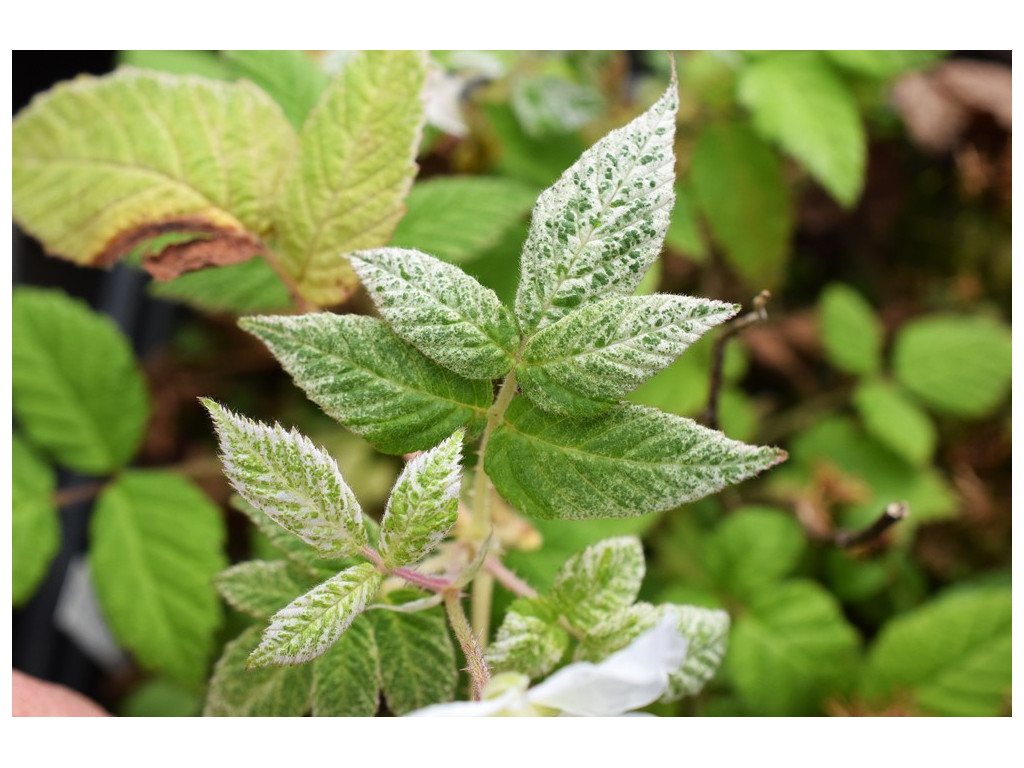 RUBUS HIRSUTUS 'GIBOULEE'