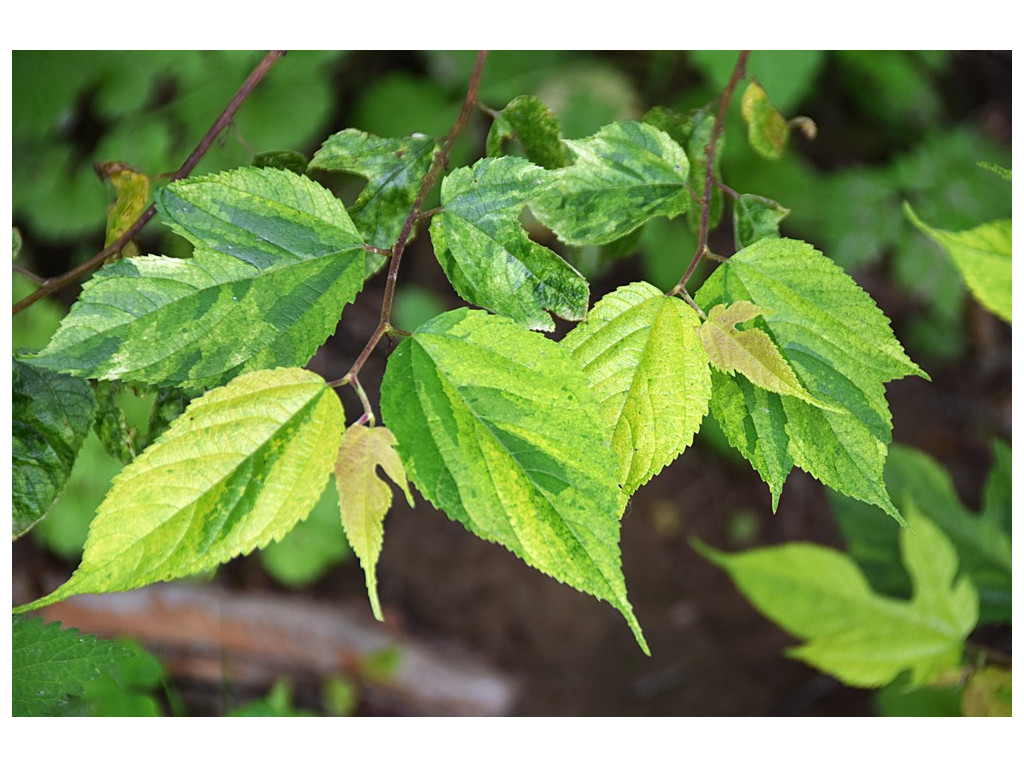 BROUSSONETIA KAZINOKII 'VARIEGATA' BROUSSONETIA KAZINOKII 'VARIEGATA'