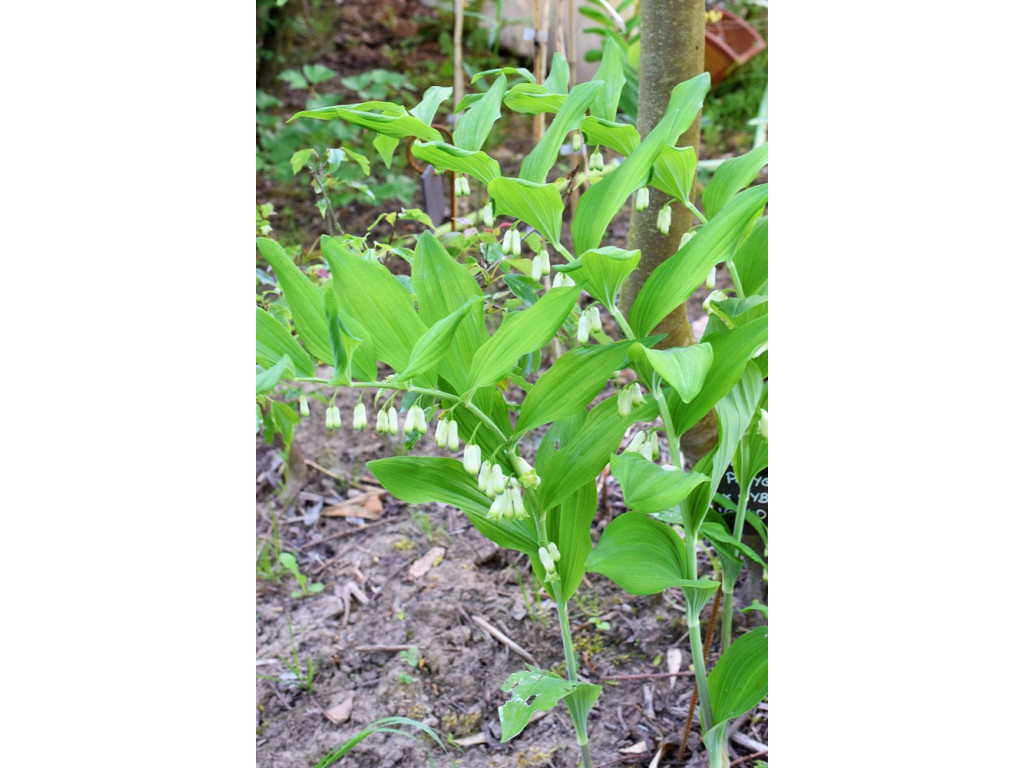 POLYGONATUM x HYBRIDUM 'GOLD LEAF'