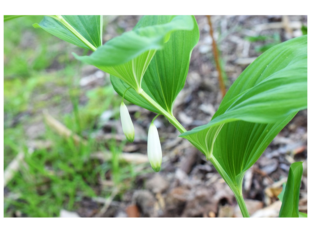 POLYGONATUM OVATUM RU1809