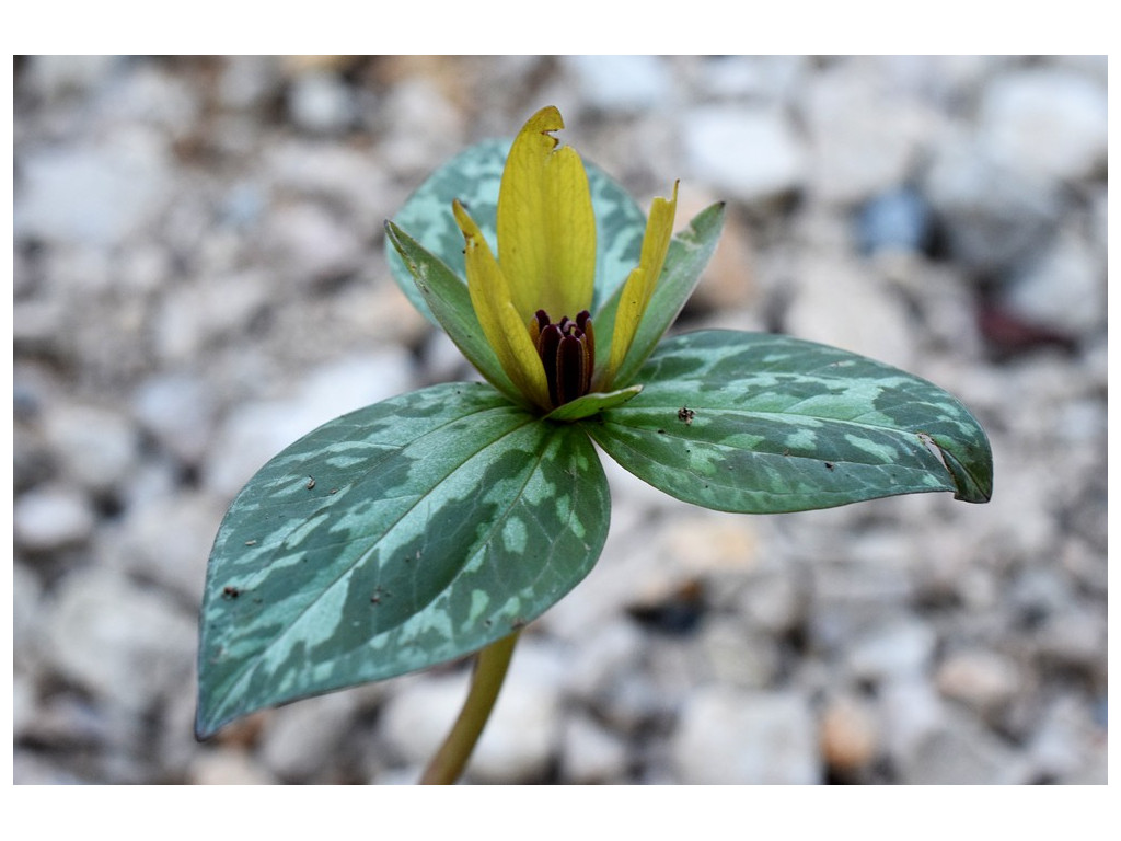 TRILLIUM CUNEATUM