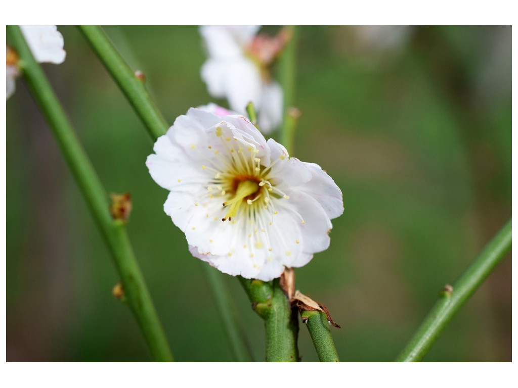 PRUNUS MUME 'OMOI NO MAMA'