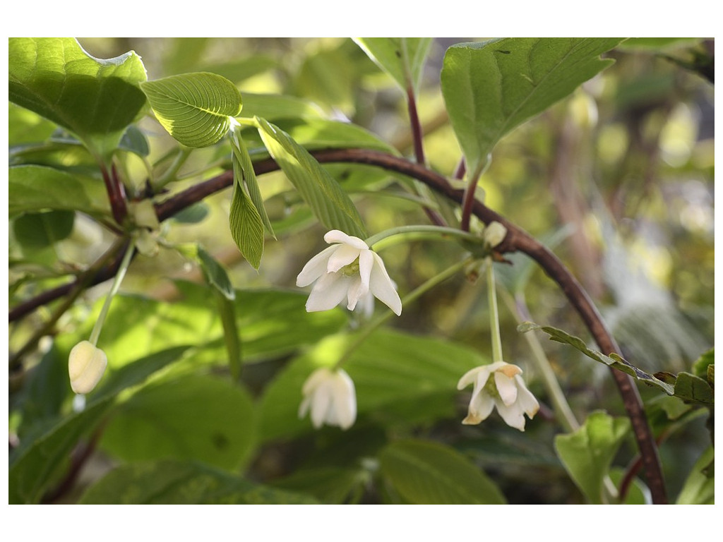 SCHISANDRA CHINENSIS