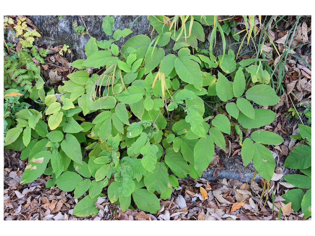 ARALIA aff.CORDATA CMBJP2072