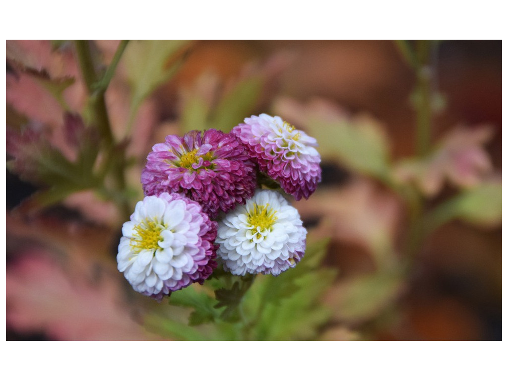 CHRYSANTHEMUM 'POMPON NIPPON'