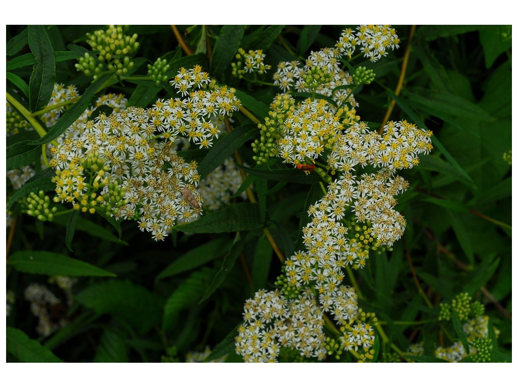 ASTER ALBESCENS CBCH543