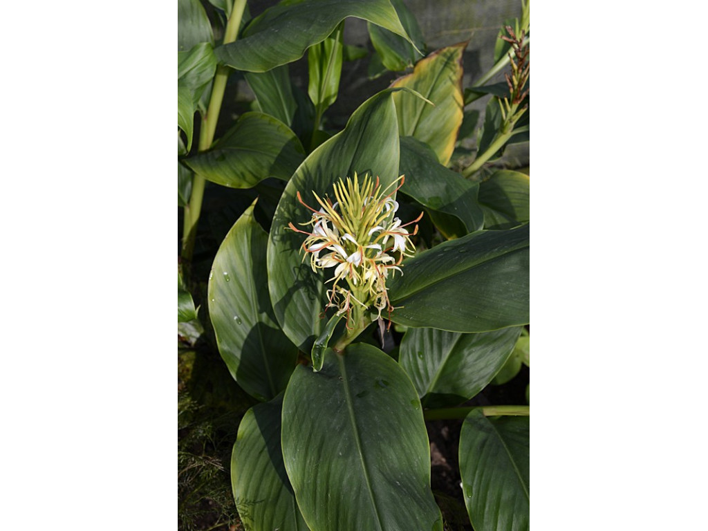 HEDYCHIUM YUNNANENSE CH5399