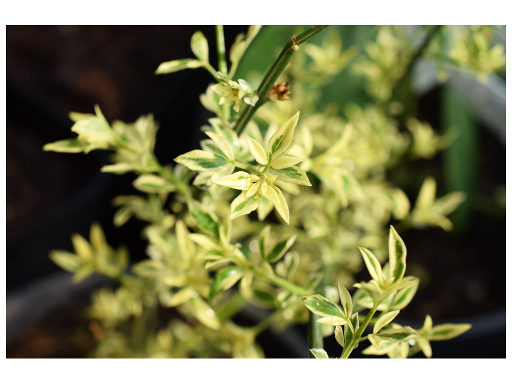 JASMINUM NUDIFLORUM 'MYSTIQUE'