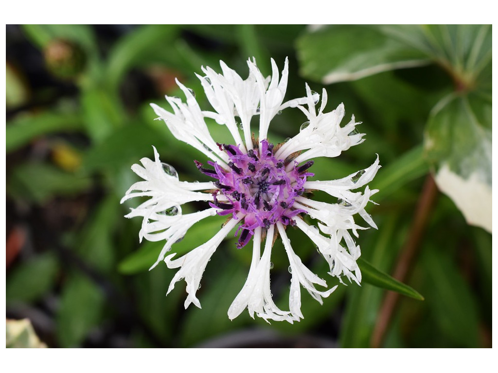 CENTAUREA MONTANA 'PURPLE HEART'