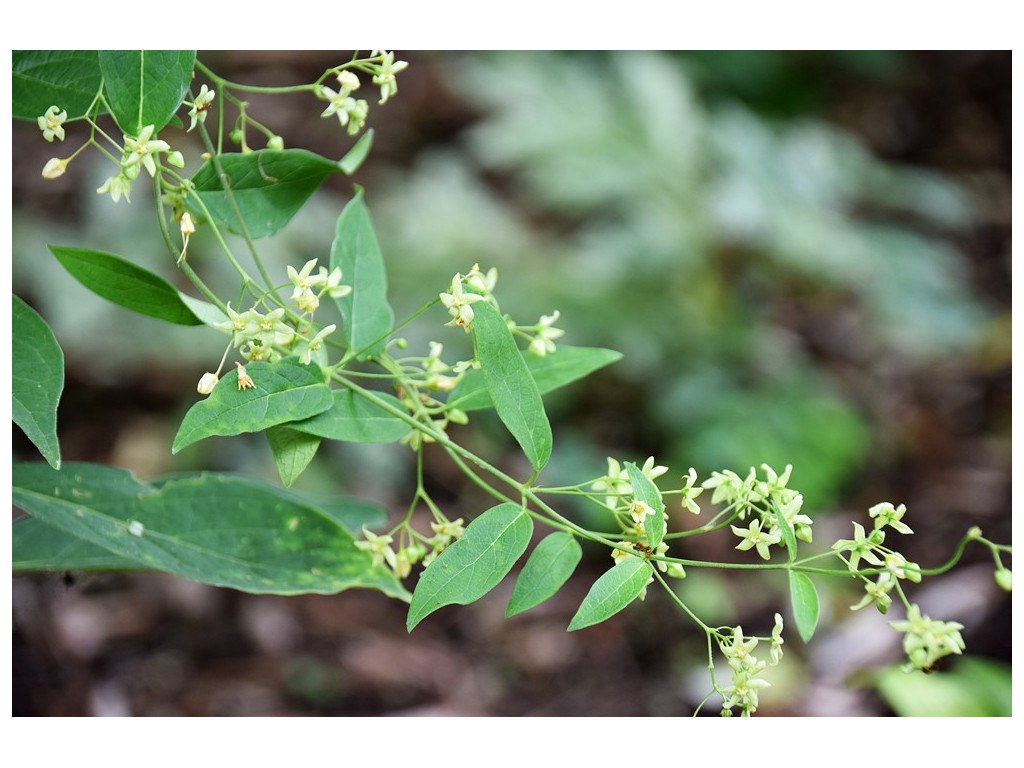 CYNANCHUM KATOI f.ALBESCENS