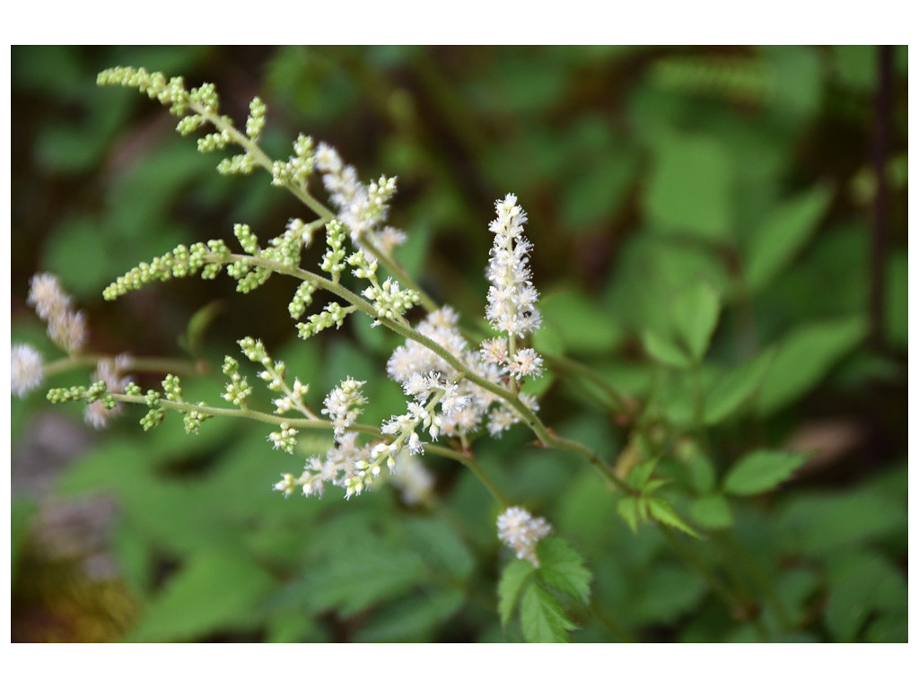 ASTILBE MACROFLORA TW8445