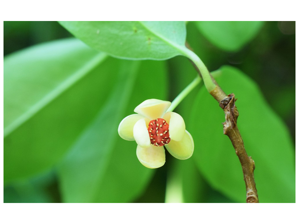 KADSURA JAPONICA CBJP1766