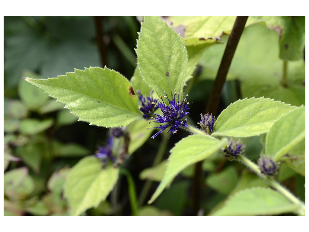 VERONICASTRUM VILLOSULUM VERONICASTRUM VILLOSULUM