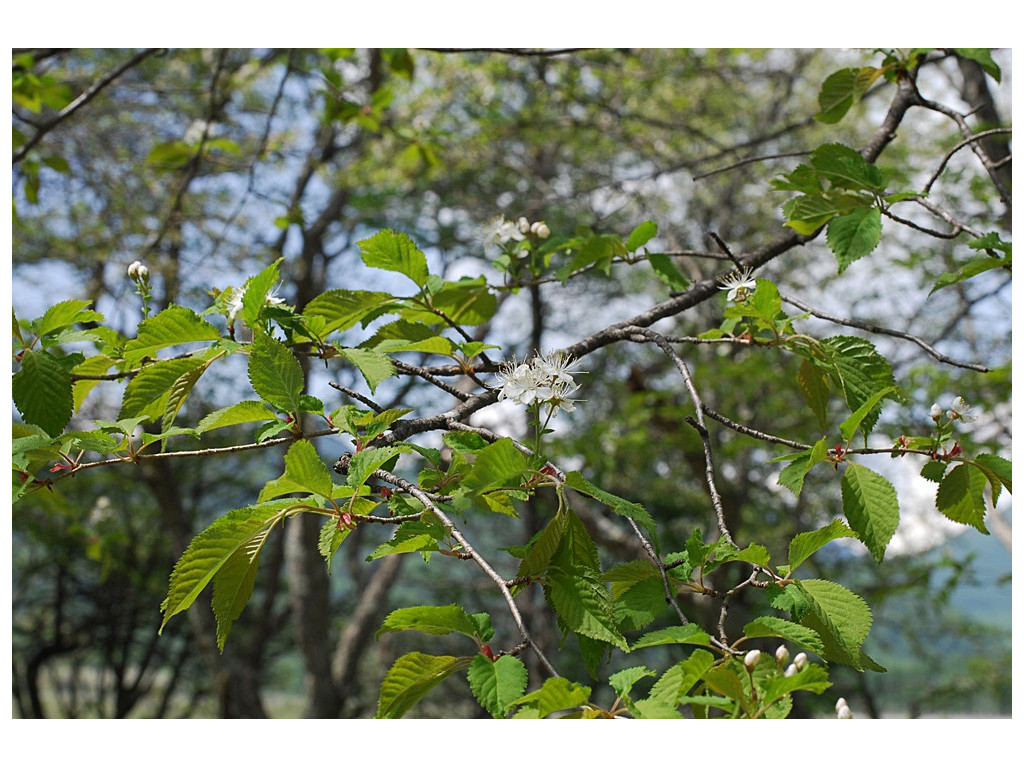 PRUNUS MAXIMOWICZII RU4876