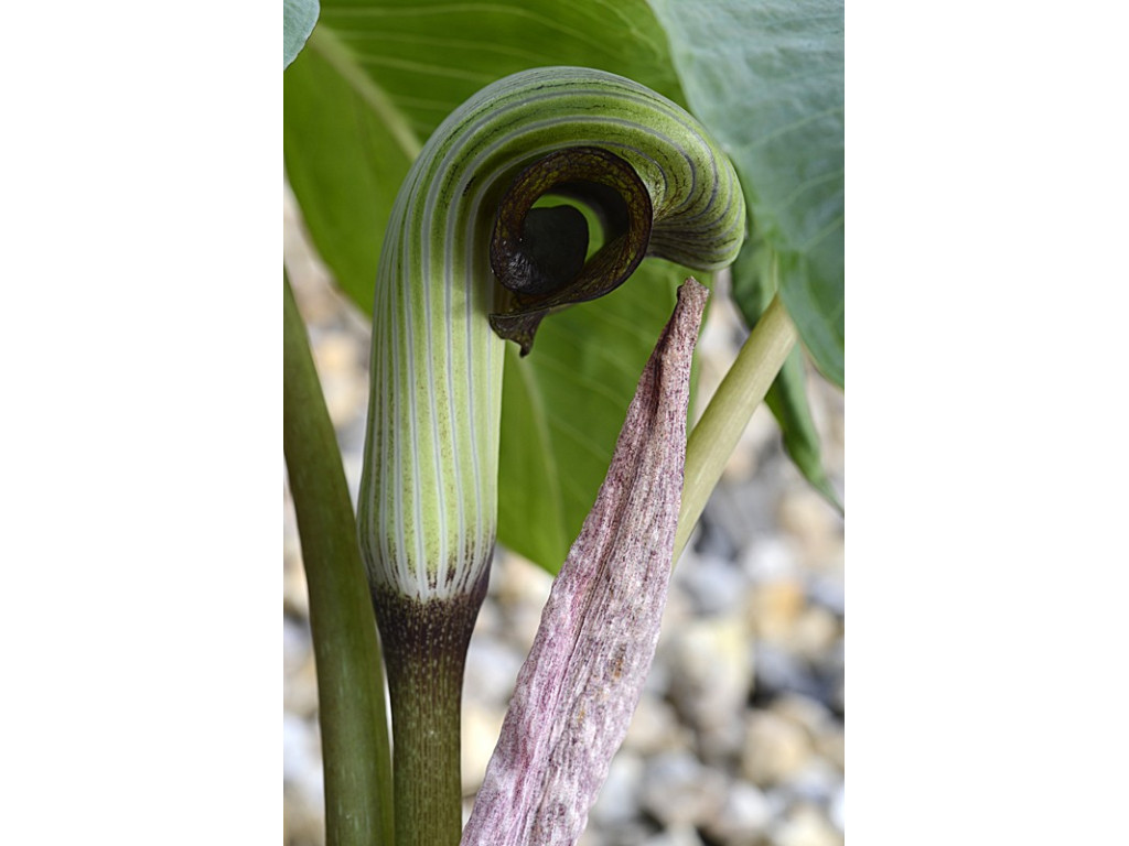 ARISAEMA RINGENS CBKR1329 & CBJP1761 ARISAEMA RINGENS CBKR1329 & CBJP1761