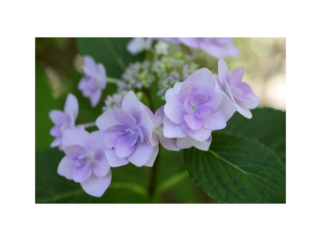 HYDRANGEA MACROPHYLLA 'JOGASAKI'