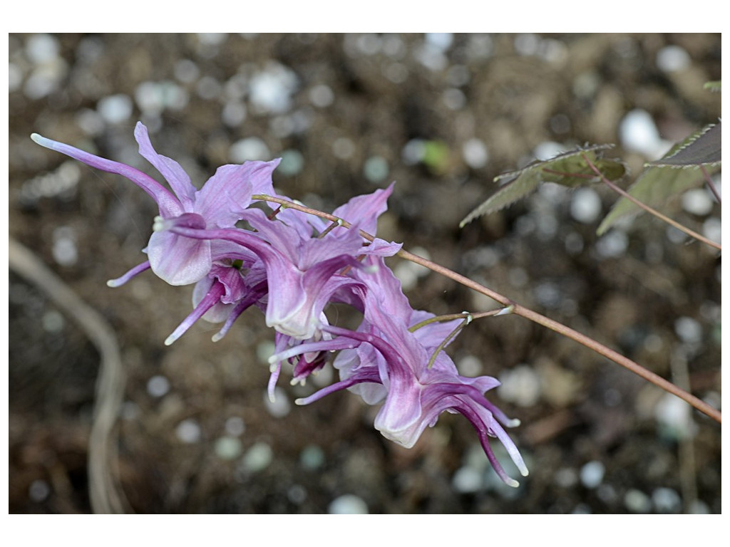 EPIMEDIUM 'MOUNT KITADAKE'