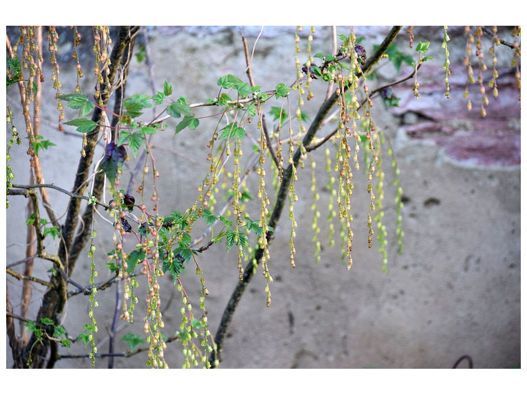 RIBES LONGERACEMOSUM CBCH490