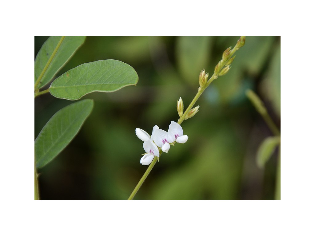 LESPEDEZA TOMENTOSA RU3593