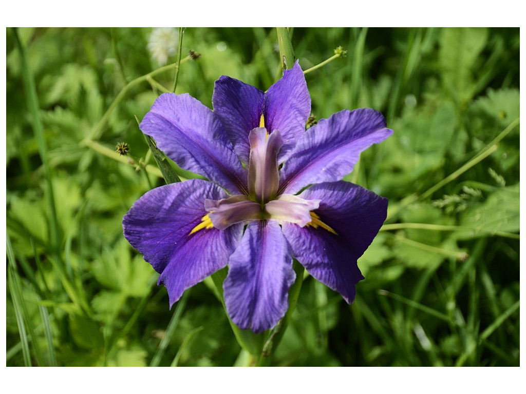 IRIS LOUISIANA 'COLORIFIC'