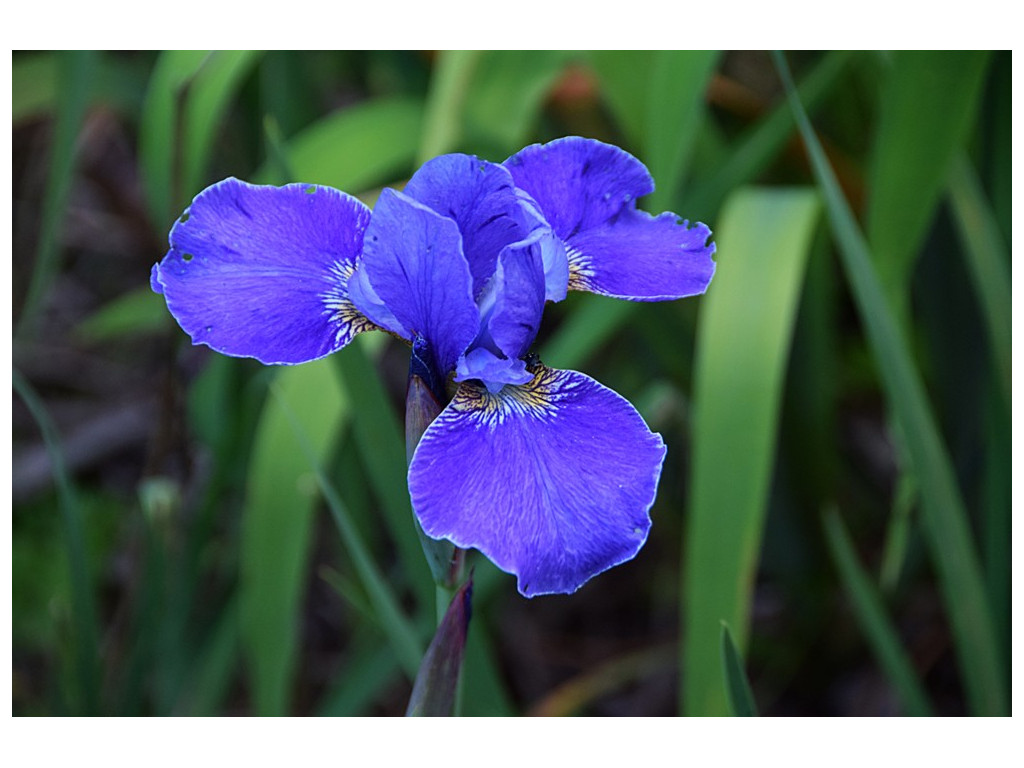 IRIS SIBIRICA 'SILVER EDGE'