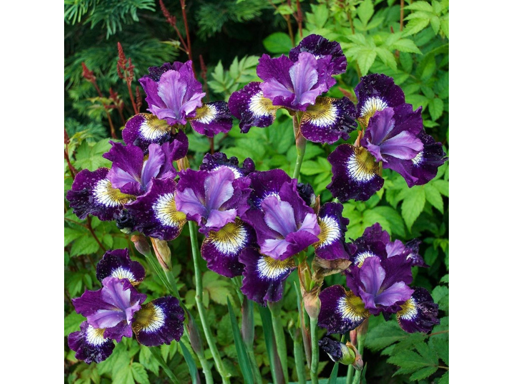 IRIS SIBIRICA 'CONTRAST IN STYLES'