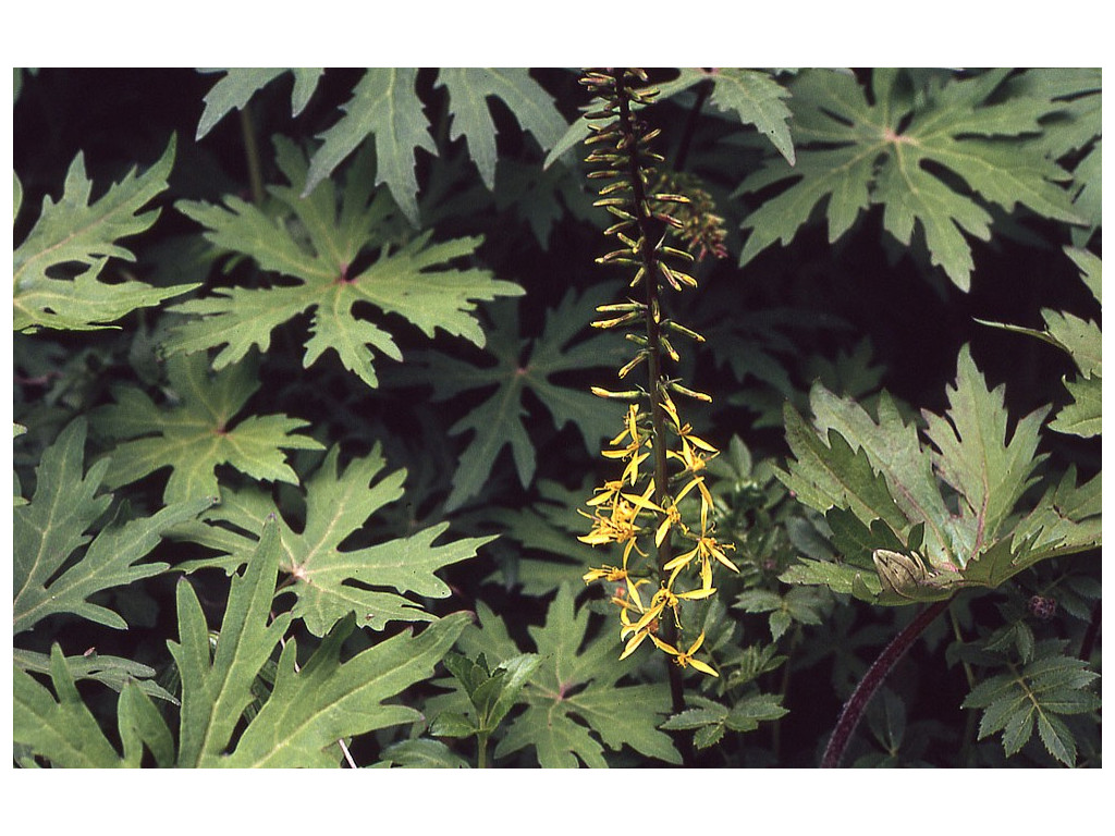 LIGULARIA PRZEWALSKII