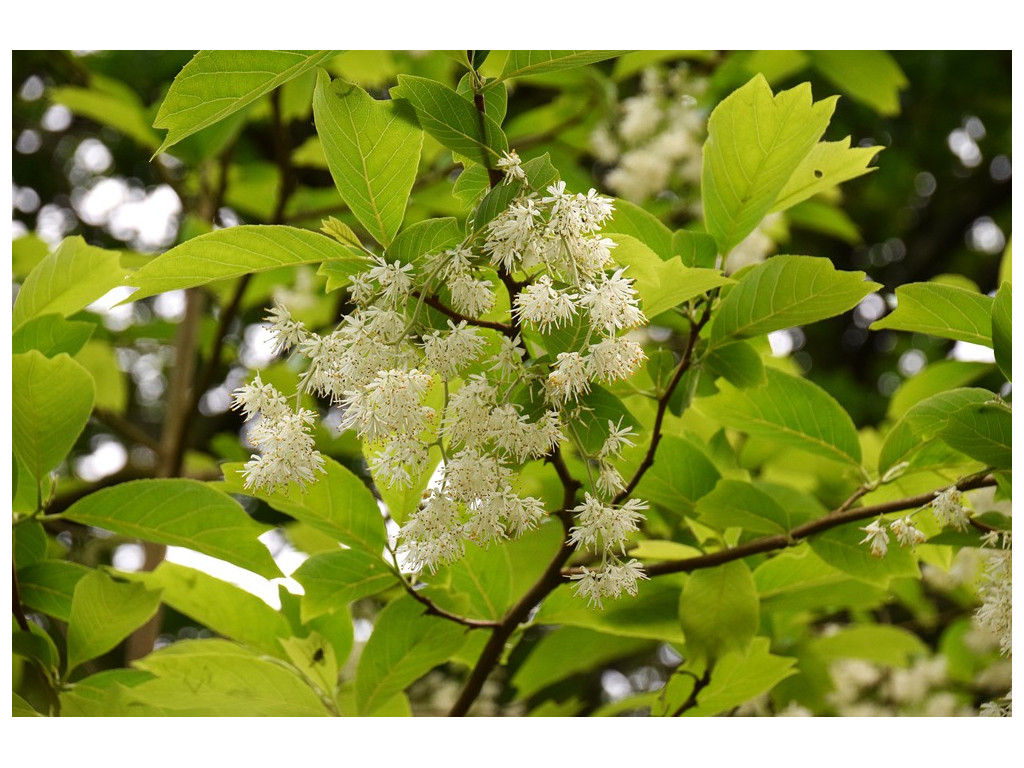 PTEROSTYRAX LEVEILLEI