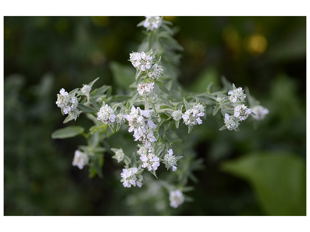 PYCNANTHEMUM PILOSUM PYCNANTHEMUM PILOSUM
