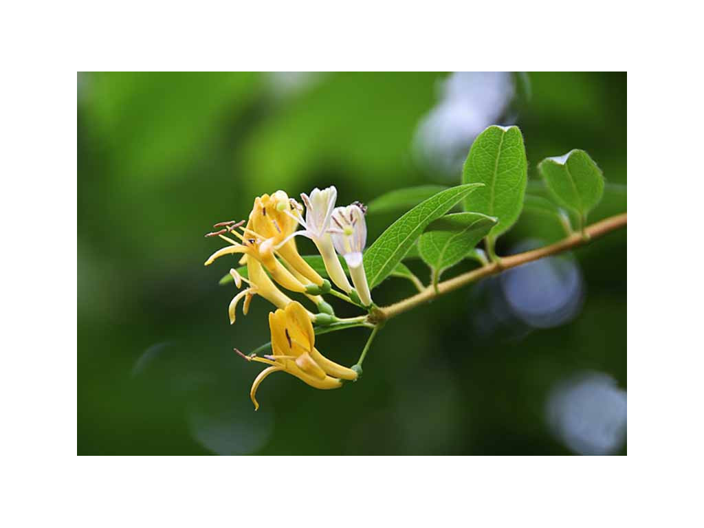 LONICERA TRANSARISANENSIS CMBTW1656