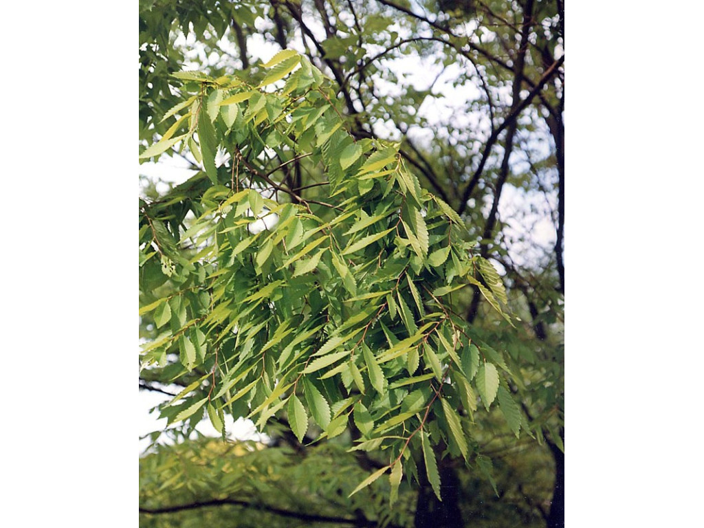 ZELKOVA SERRATA