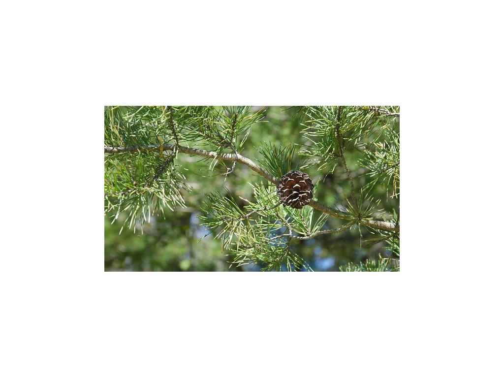 PINUS VIRGINIANA US5037