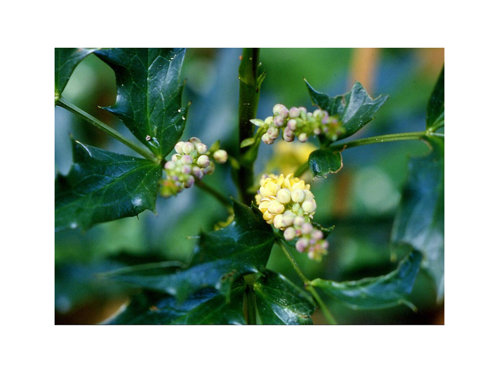 MAHONIA FORTUNEI