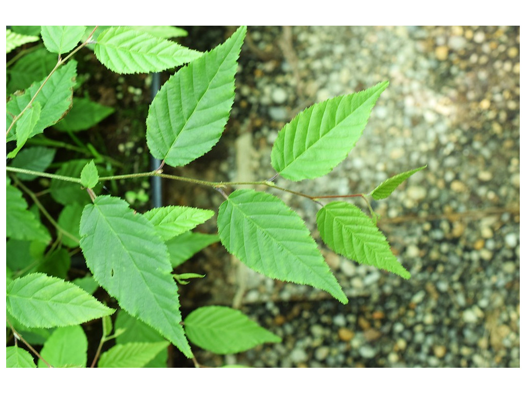 CARPINUS aff.TSCHONOSKII CMBJP1898