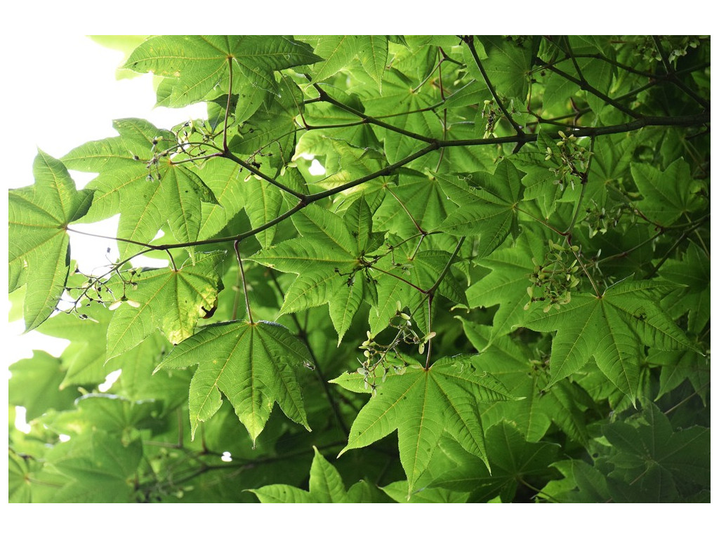 ACER CAMPBELLII