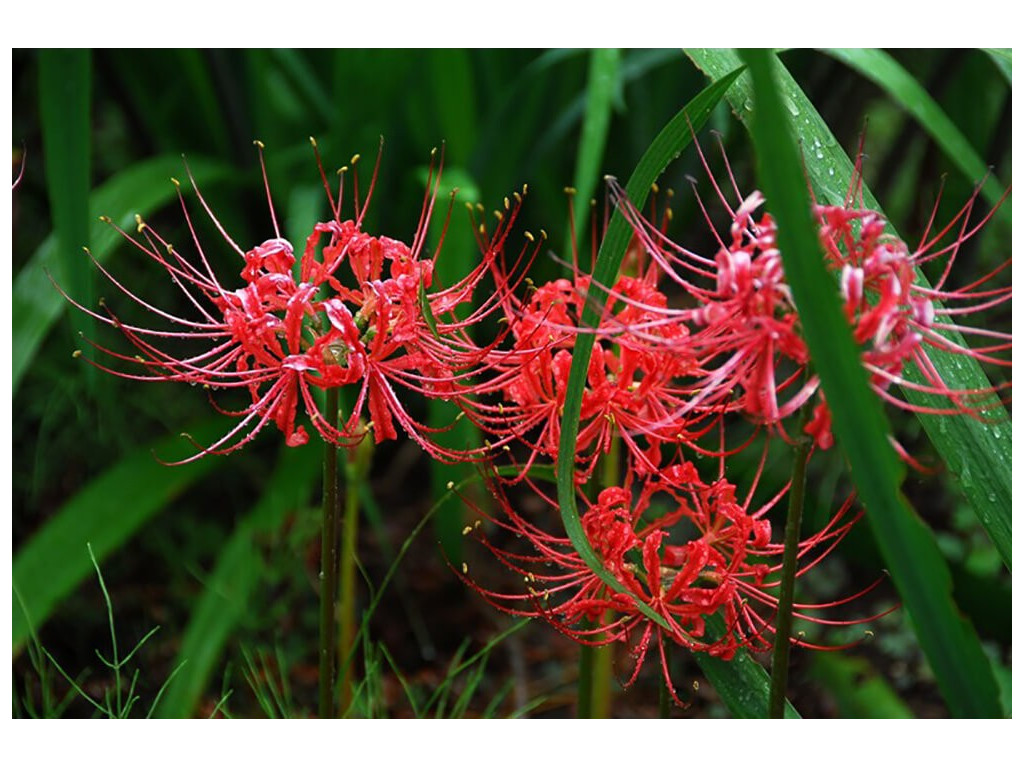 LYCORIS RADIATA