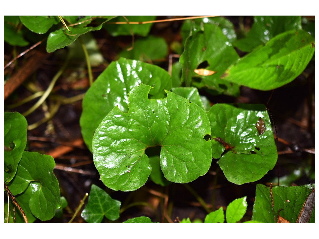 ASARUM CANADENSE