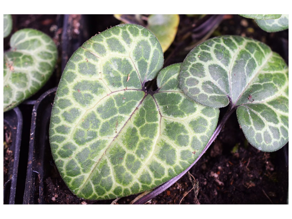 ASARUM EUROPAEUM 'KOTON'