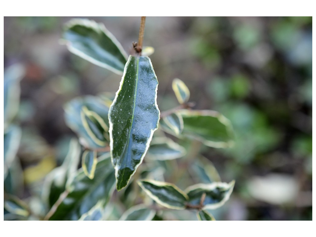 ELAEAGNUS PUNGENS 'HOSUBA FUKURIN'