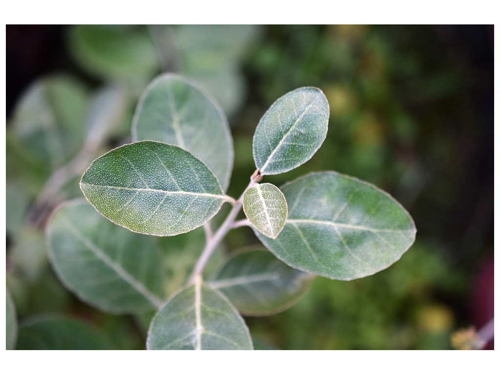 ELAEAGNUS UMBELLATA var.ROTUNDIFOLIA JP5849