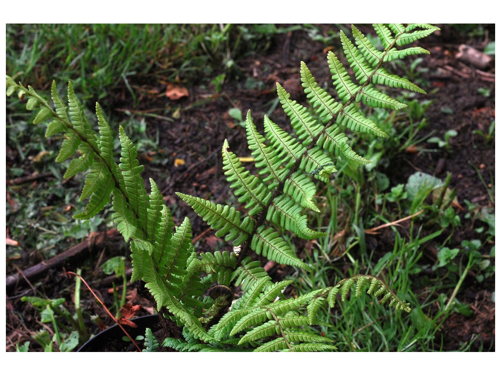 DRYOPTERIS WALLICHIANA