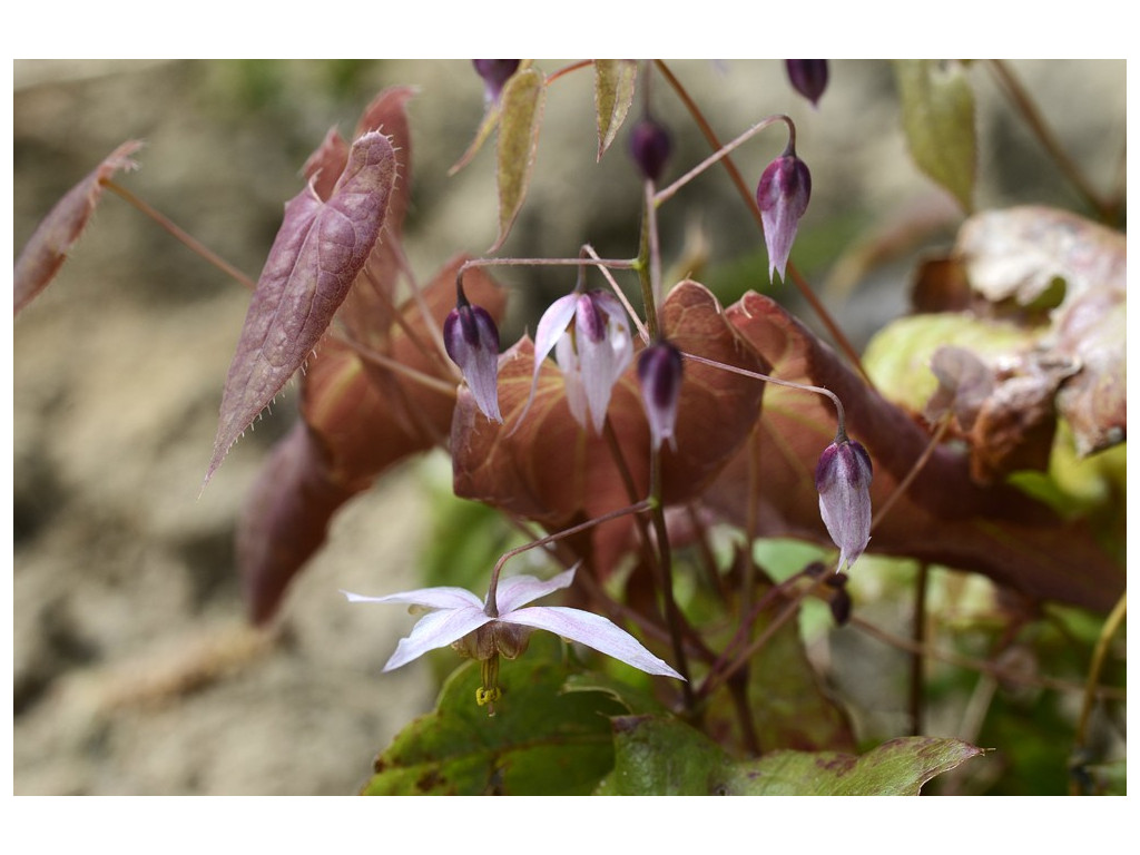 EPIMEDIUM 'ASIATIC HYBRID'