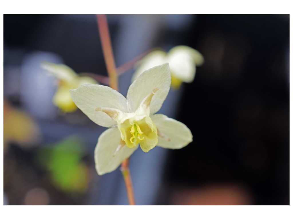 EPIMEDIUM x VERSICOLOR 'NEOSULPHUREUM'