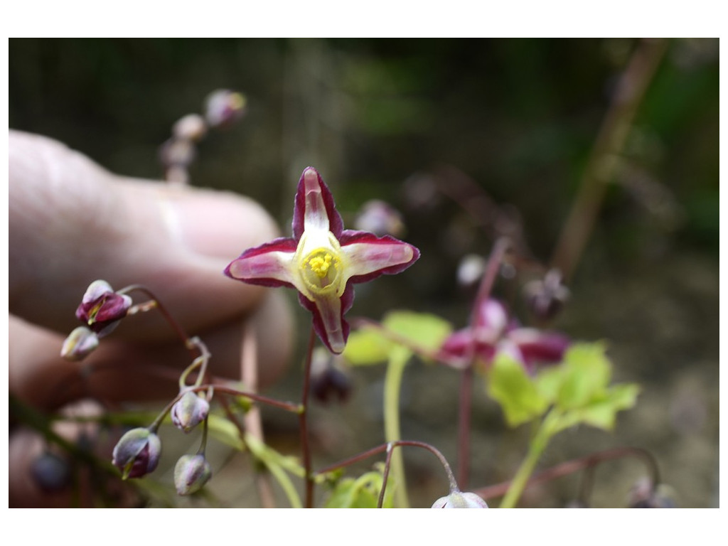 EPIMEDIUM x RUBRUM 'GALADRIEL'