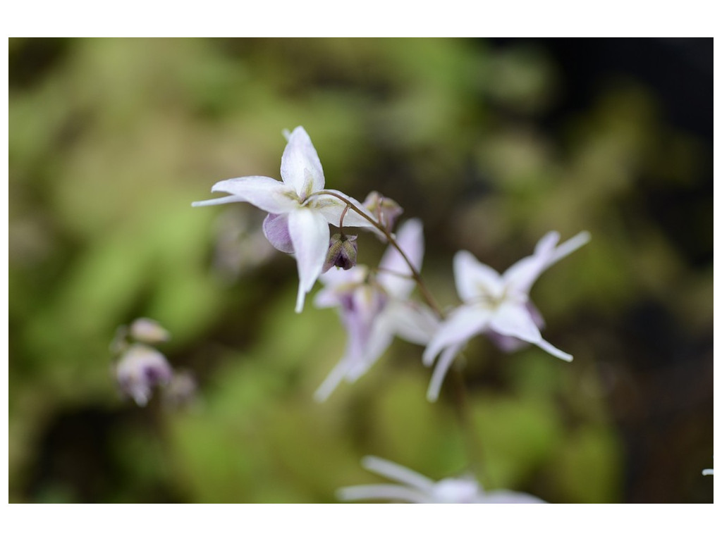 EPIMEDIUM x YOUNGIANUM 'MERLYN'