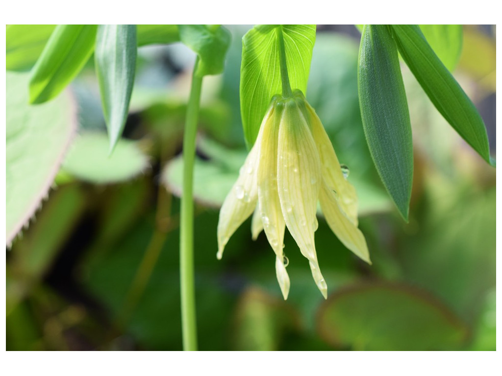 UVULARIA GRANDIFLORA var.PALLIDA