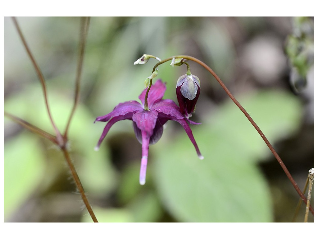 EPIMEDIUM 'KORIN'