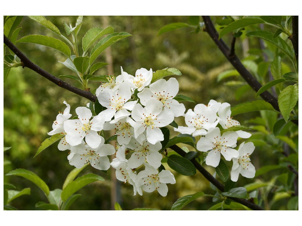 MALUS SIEBOLDII JP6629