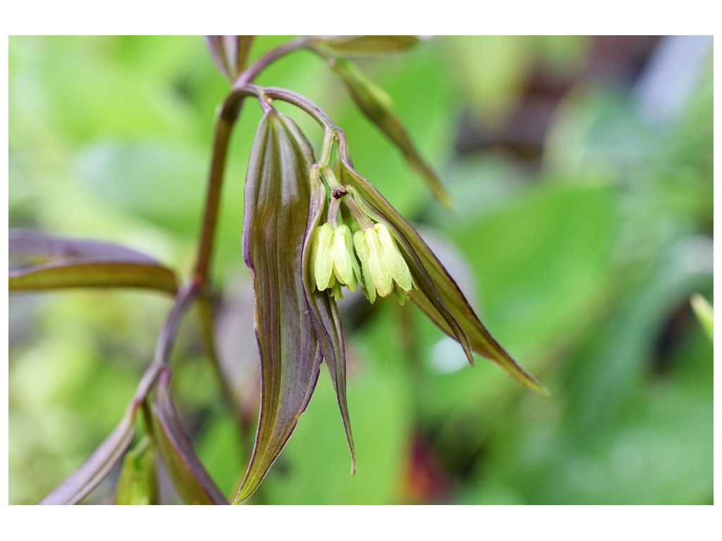 DISPORUM LONGISTYLUM 'NIGHT HERON'