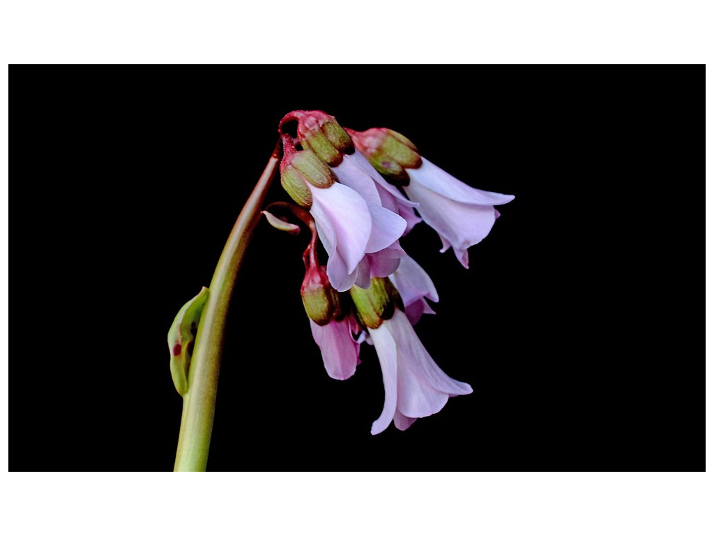 BERGENIA EMEIENSIS